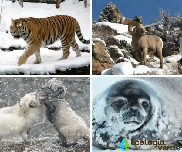 15 representative animals of Russia (including scientific names and key points)