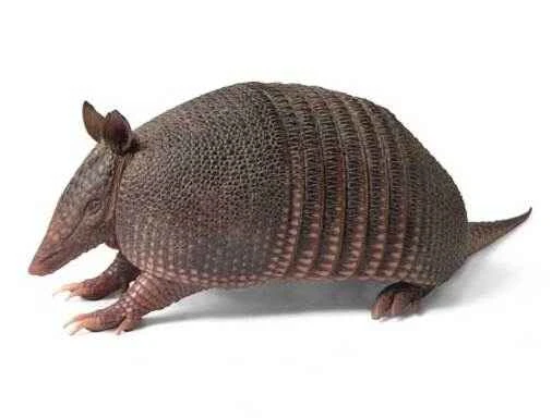 Can armadillos be kept as pets?
