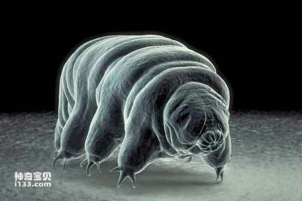 The world's ten most hunger-resistant animals: What animals are not afraid of hunger?