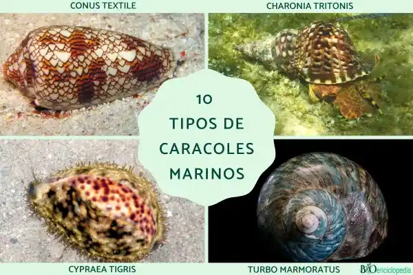 10 Types of Sea Snails: Names and Main Characteristics