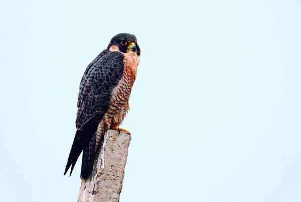 The fastest bird on Earth