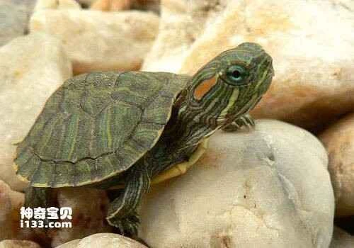 The Living Habits of the Red-eared Slider (An Ecological Killer)