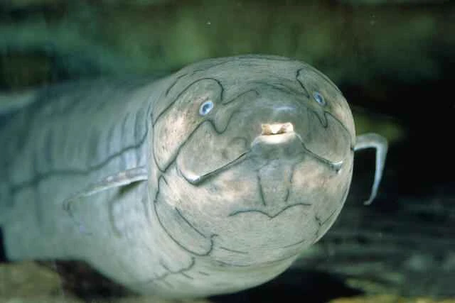 South American lungfish (Lepidosiren paradoxa) 南美肺鱼 (Lepidosiren paradoxa)