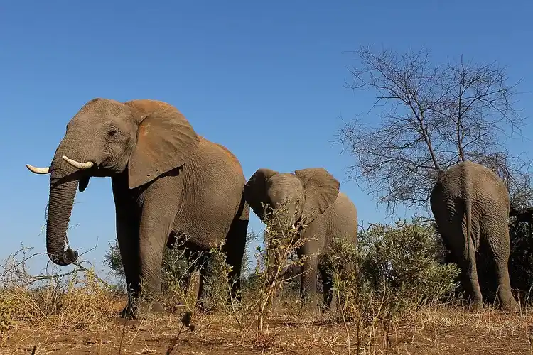 Do you really know elephants? 10 amazing facts about elephants