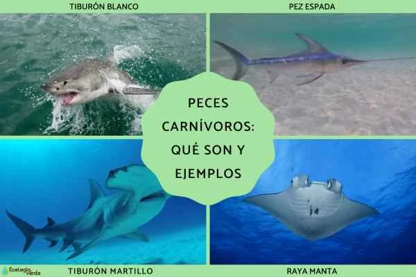 Carnivorous fish: definition, main characteristics and typical representatives