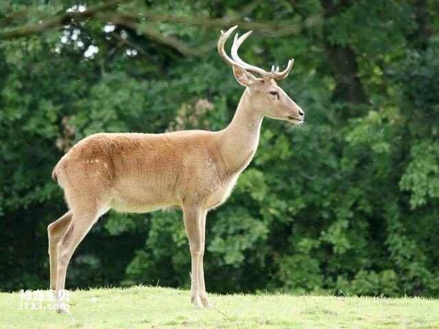 The world's top ten rarest deer species: which deer is the rarest?