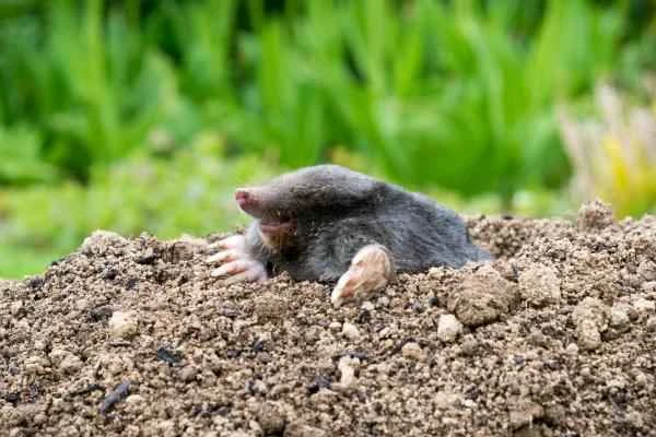 Tipos de topos - Topo europeo (Talpa europaea)