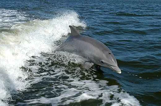 Detailed information and habits of dolphins