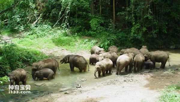 Is Wild Elephant Valley the origin of Asian elephants in China?