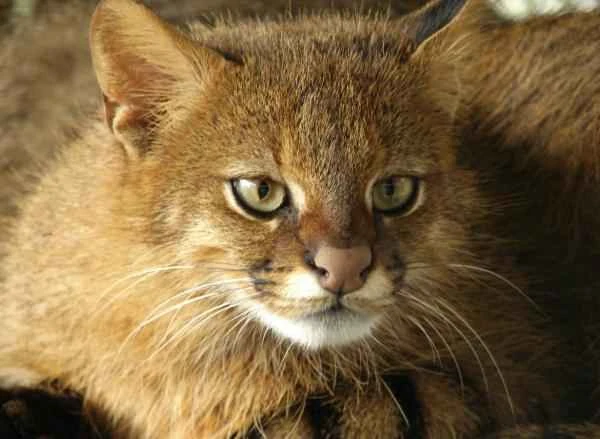 Animals of Patagonia - Gato de pajonal