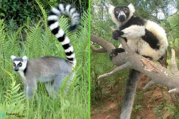 Tipos de lémur - Lemúridos