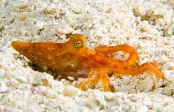 Tipos de pulpos - Pulpo pigmeo chupa estrellas (Octopus wolfi)