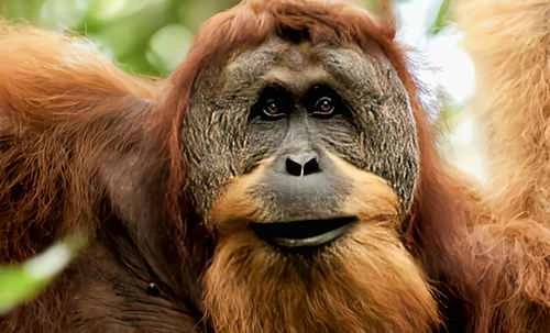 The 10 rarest animals in the world