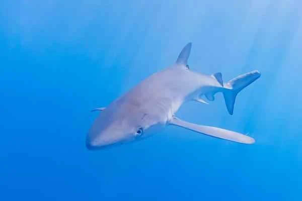 Vertebrate animals – sharks (cartilaginous fish)