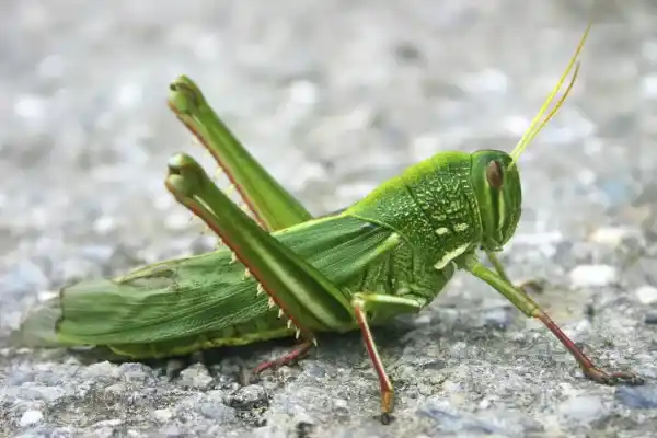 15 common/representative grasshopper species