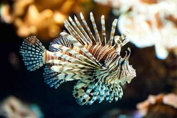 A Comprehensive Analysis of Lionfish Species, Characteristics, and Harms | Detailed Introduction to the World-Famous Invasive Species "Lionfish"