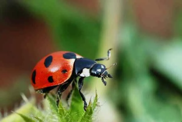 11 colorful insects that look like ladybugs