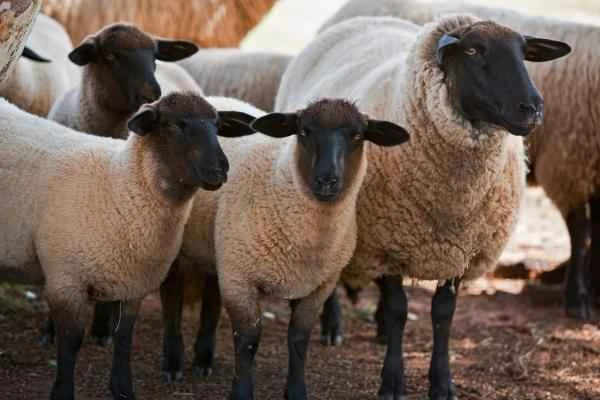 Tipos de ovejas - Oveja Suffolk