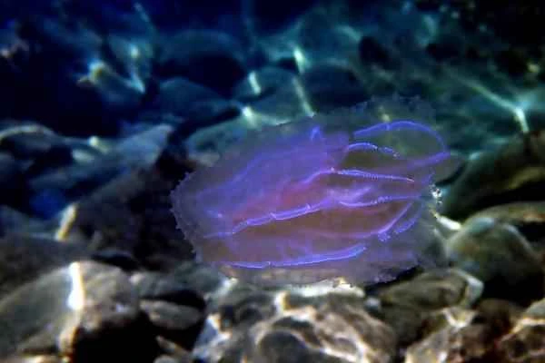 Medusas peine: primer animal del mundo - Cuándo aparecieron las medusas peine