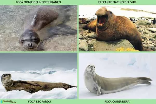 Seal species - subfamily seals