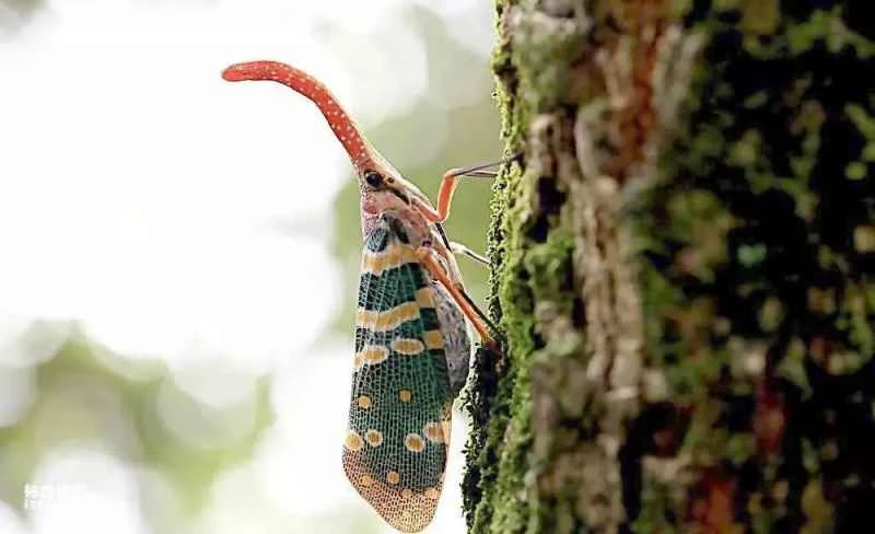 An animal that is not a chicken but is called "Longan Chicken".