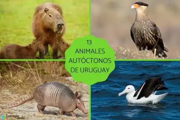 Thirteen native animals of Uruguay: names, characteristics and conservation status
