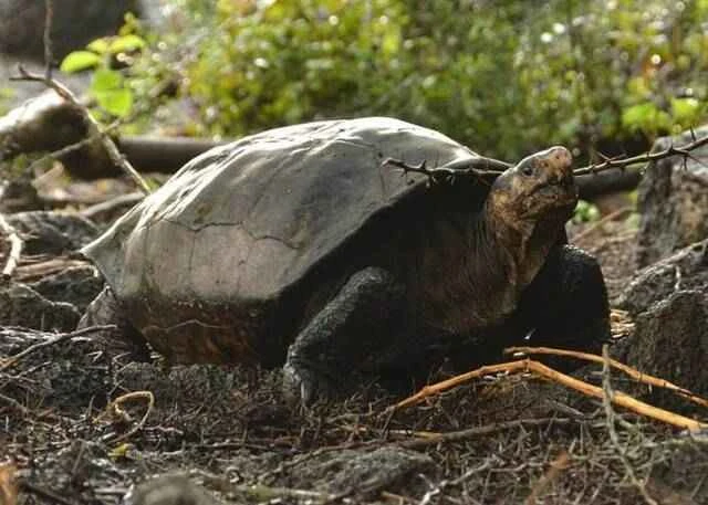 The Evolution of Giant Tortoises: A Miracle of Natural Selection and Survival Strategies