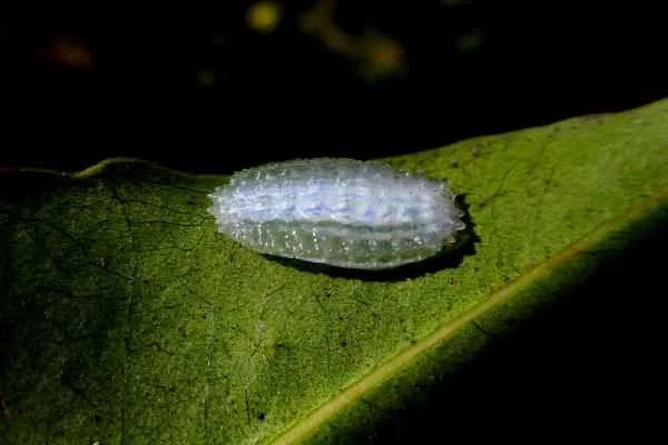Tipos de orugas - Oruga de cristal (Acraga coa)