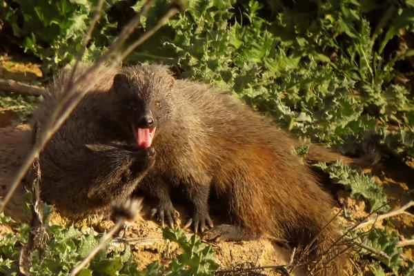 Meerkats: Characteristics, Habitat and Diet - Meerkat Breeding