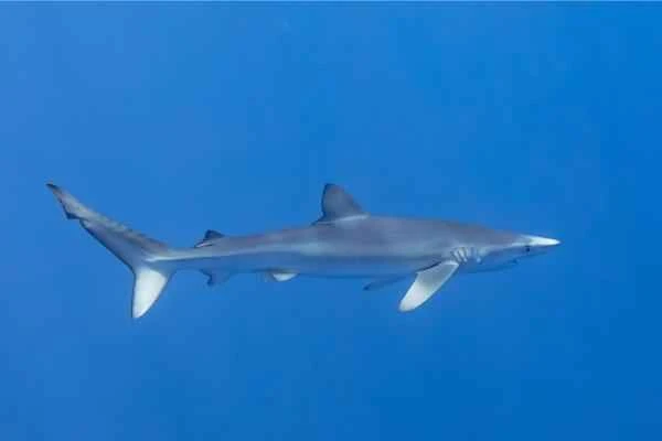Mediterranean shark - Blue shark (Prionace glauca)