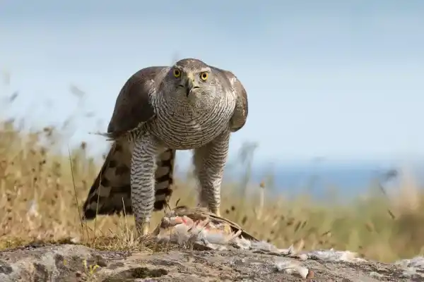 2025083017611635.webp 11.webp