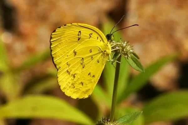 Tipos de mariposas - La hierba amarilla (Eurema hecabe)