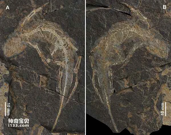 Evolution and latest discoveries of the Xie's Red Mountain Lizard