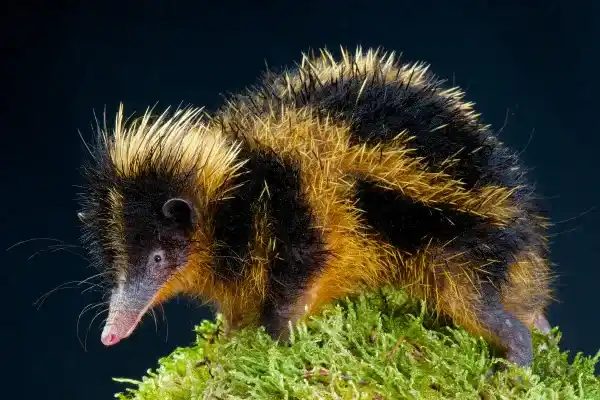 Madagascar hedgehog: characteristics, species, habitats, diet and interesting facts