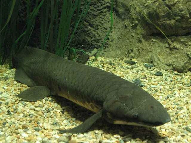 Queensland lungfish is also known as Australian lungfish (Neoceratodus forsteri), Burnett salmon, and Australian lungfish. 昆士兰肺鱼也被称为澳大利亚肺鱼(Neoceratodus forsteri)、伯内特鲑鱼和澳洲肺鱼