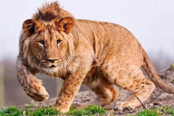 Animales híbridos: ejemplos and características - Leopón (P. pardus × P. leo)