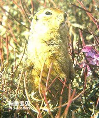 The living habits of lemmings and the mystery of their "great migration".