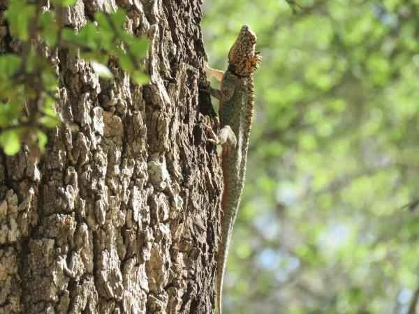 Argentine reptiles - Cobracha lizard