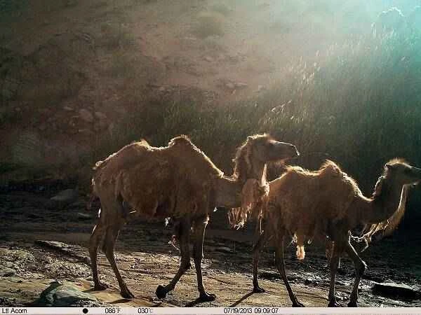 The origin and evolutionary history of camels