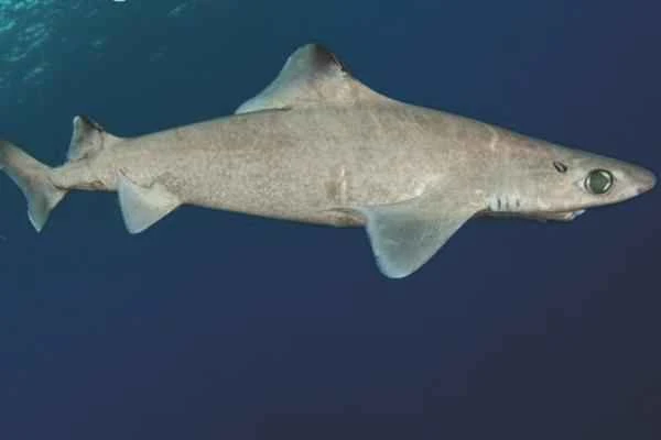 Mediterranean shark - the granulosus shark (Centrophorus granulosus)