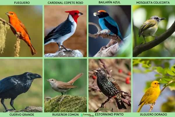 Passeriformes: What are they and examples of them - Examples of Passeriformes