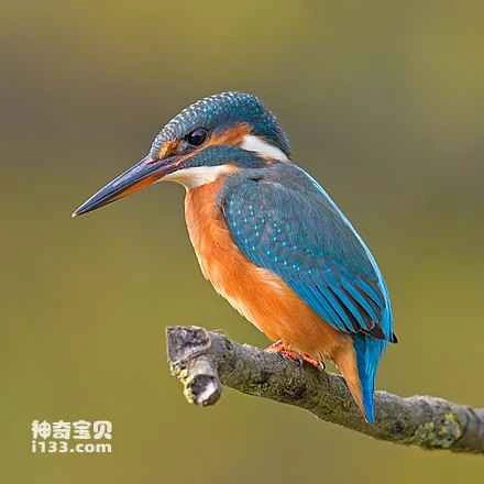 Detailed information and habits of kingfishers