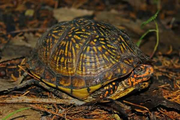 Mexican reptiles - Carolina box turtle (Terrapene carolina)