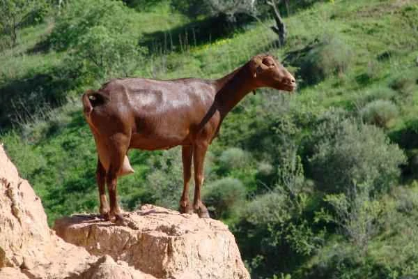 Tipos de cabras - Raza Malagueña