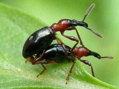 Harmful Effects of Sweet Potato Ants on Humans: An Analysis of Ecological and Economic Impacts