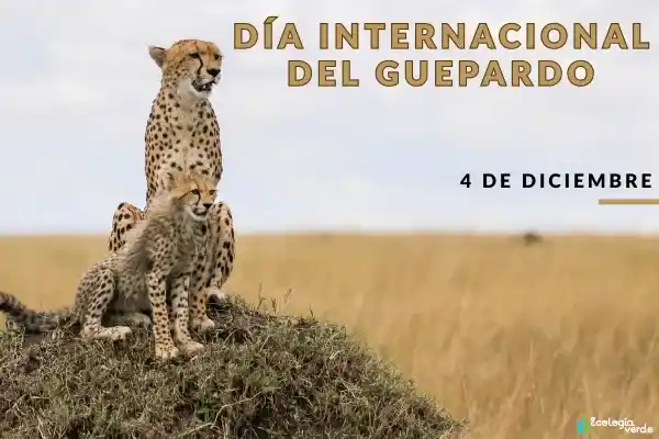 International Cheetah Day: Time, Origins, and How We Can Really Help This Amazing Big Cat