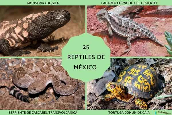 25 of Mexico's Most Reliable Reptiles | A Comprehensive Guide to Mexico's Unique Reptiles