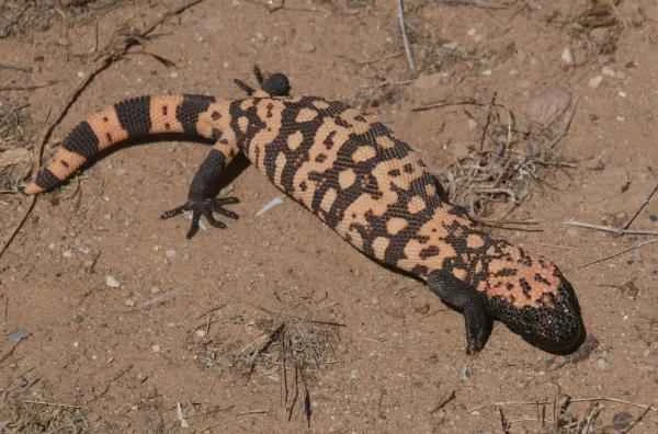 Reptiles de México - Monstruo de Gila (Heloderma suspectum)