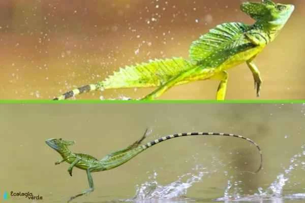 Animals que caminan sobre el agua - Lagartijas Jesucristo o basiliscos (Basiliscus spp.)