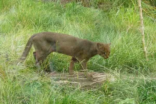 Animals en peligro de extinción en Guanajuato - Jaguarondi (Herpailurus yagouaroundi)